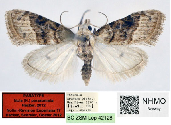 /filer/webapps/moths/media/images/P/parasomata_Nola_PT_NHMO.jpg