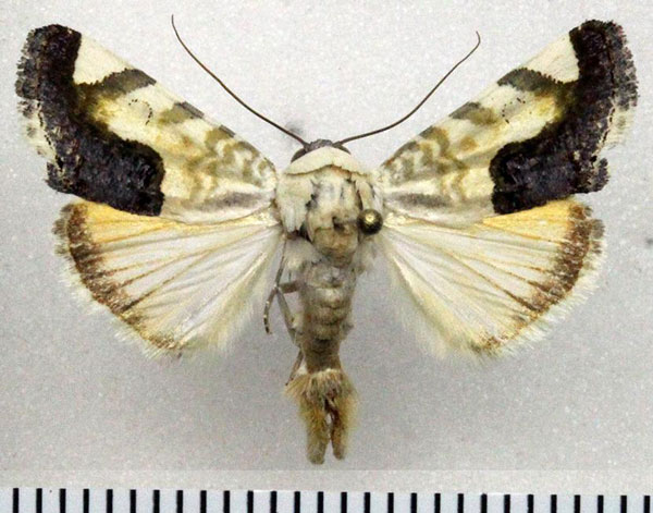 /filer/webapps/moths/media/images/P/paratrigona_Acontia_AM_Fiebig.jpg