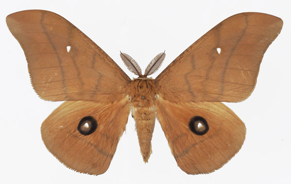 /filer/webapps/moths/media/images/P/paratyrrhena_Pseudobunaea_AM_Basquina.jpg