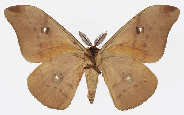 /filer/webapps/moths/media/images/P/paratyrrhena_Pseudobunaea_AM_Basquinb.jpg