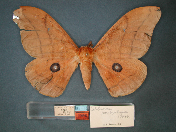 /filer/webapps/moths/media/images/P/paratyrrhena_Pseudobunaea_HT_RMCA_01.jpg