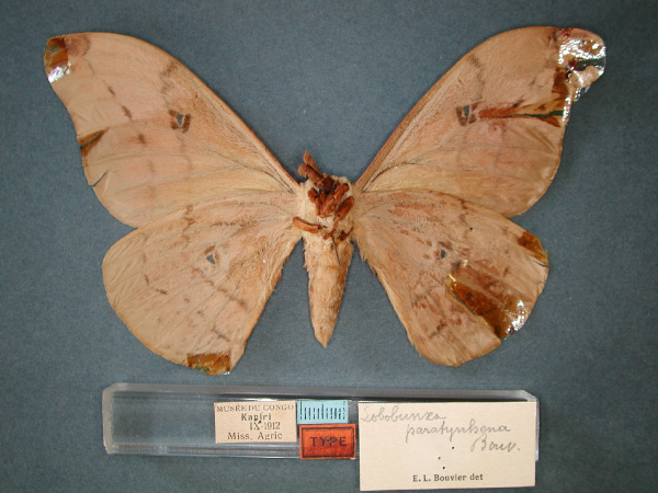 /filer/webapps/moths/media/images/P/paratyrrhena_Pseudobunaea_HT_RMCA_02.jpg