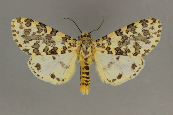 /filer/webapps/moths/media/images/P/pardalina_Alpenus_AF_BMNH.jpg