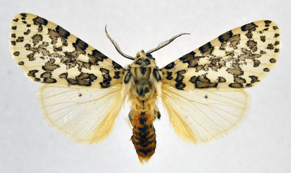 /filer/webapps/moths/media/images/P/pardalina_Alpenus_AM_NHMO.jpg