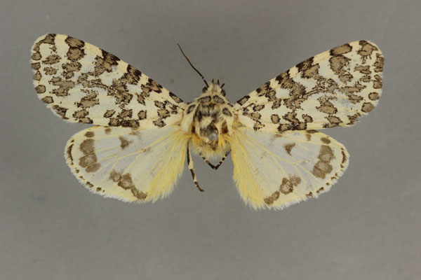 /filer/webapps/moths/media/images/P/pardalina_Alpenus_LT_BMNH.jpg