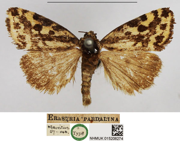 /filer/webapps/moths/media/images/P/pardalina_Erastria_HT_NHMUK.jpg