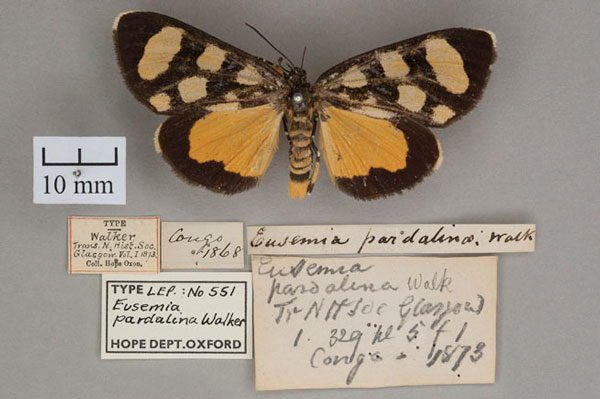 /filer/webapps/moths/media/images/P/pardalina_Eusemia_HT_OUMNH_01.jpg