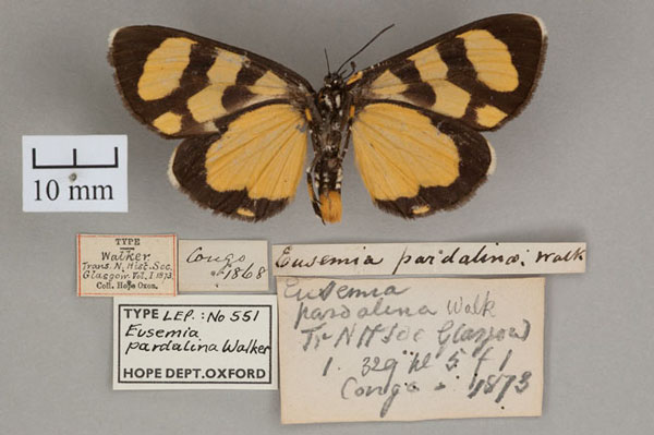 /filer/webapps/moths/media/images/P/pardalina_Eusemia_HT_OUMNH_02.jpg