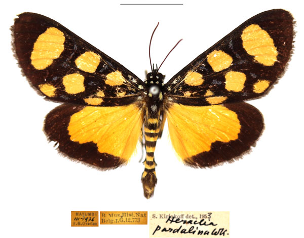 /filer/webapps/moths/media/images/P/pardalina_Heraclia_AM_RBINS_01.jpg