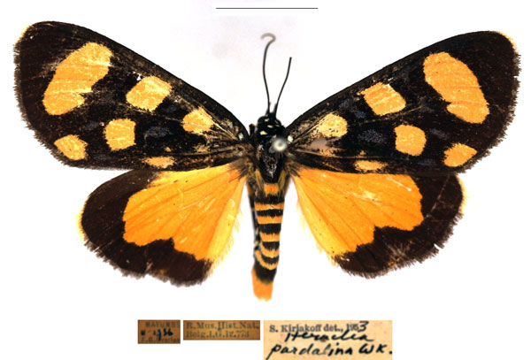 /filer/webapps/moths/media/images/P/pardalina_Heraclia_AM_RBINS_02.jpg