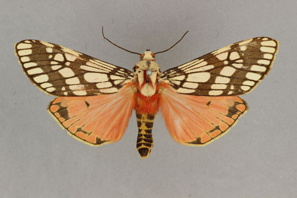 /filer/webapps/moths/media/images/P/pardalina_Teracotona_AF_BMNH.jpg