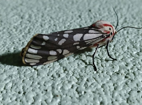 /filer/webapps/moths/media/images/P/pardalina_Teracotona_A_Akite.jpg