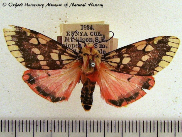 /filer/webapps/moths/media/images/P/pardalina_Teracotona_A_OUMNH.jpg