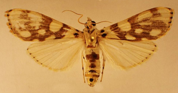 /filer/webapps/moths/media/images/P/pardalis_Obtusipalpis_AF_Hluchy.jpg
