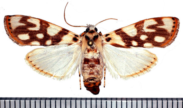 /filer/webapps/moths/media/images/P/pardalis_Obtusipalpis_AF_Poltavsky.jpg