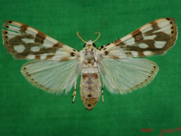 /filer/webapps/moths/media/images/P/pardalis_Obtusipalpis_A_Alberta_01.jpg