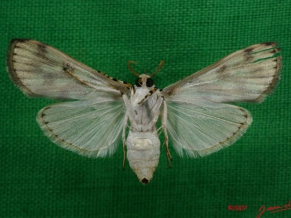 /filer/webapps/moths/media/images/P/pardalis_Obtusipalpis_A_Albertb_01.jpg