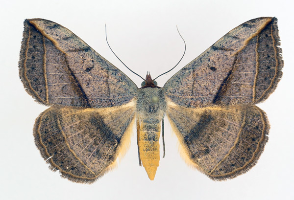 /filer/webapps/moths/media/images/P/pardus_Entomogramma_AF_TMSA_02.jpg