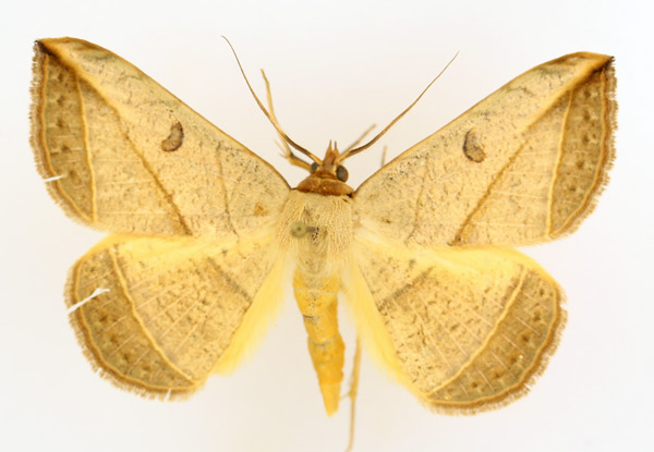 /filer/webapps/moths/media/images/P/pardus_Entomogramma_AM_TMSA_01.jpg