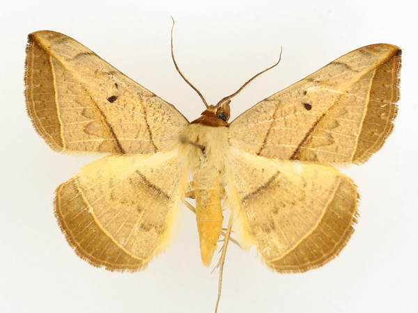 /filer/webapps/moths/media/images/P/pardus_Entomogramma_AM_TMSA_02.jpg