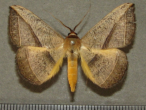 /filer/webapps/moths/media/images/P/pardus_Entomogramma_A_Goff_01.jpg