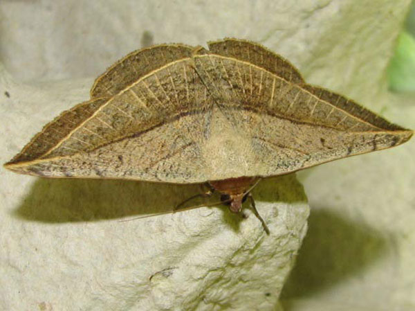 /filer/webapps/moths/media/images/P/pardus_Entomogramma_A_Goff_02.jpg