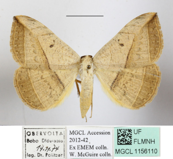 /filer/webapps/moths/media/images/P/pardus_Entomogramma_A_MGCLa_01.JPG