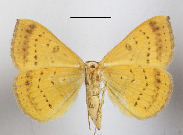 /filer/webapps/moths/media/images/P/pardus_Entomogramma_A_MGCLb_01.JPG