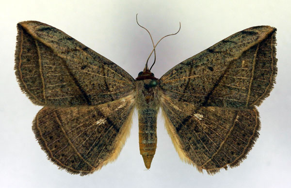 /filer/webapps/moths/media/images/P/pardus_Entomogramma_A_RMCA.jpg