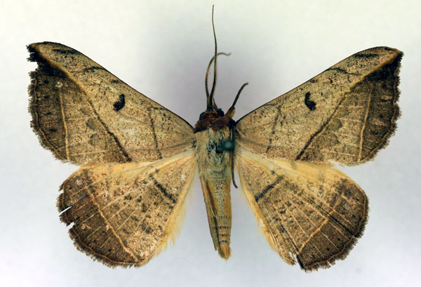 /filer/webapps/moths/media/images/P/pardus_Entomogramma_A_RMCA_02.jpg