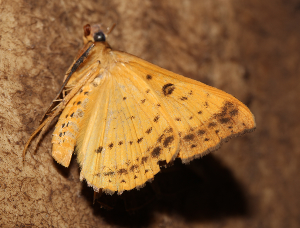 /filer/webapps/moths/media/images/P/pardus_Entomogramma_A_Roland_01.jpg