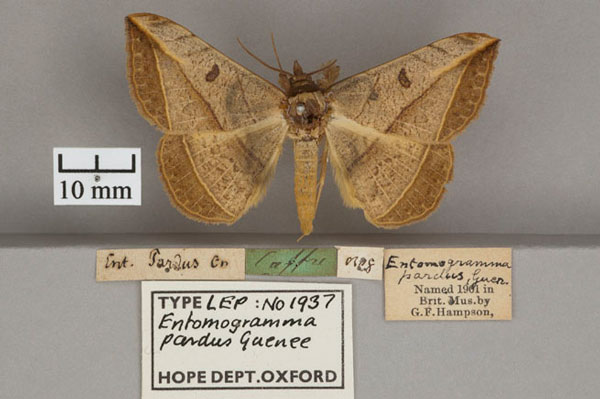 /filer/webapps/moths/media/images/P/pardus_Entomogramma_PLT_OUMNH_01.jpg