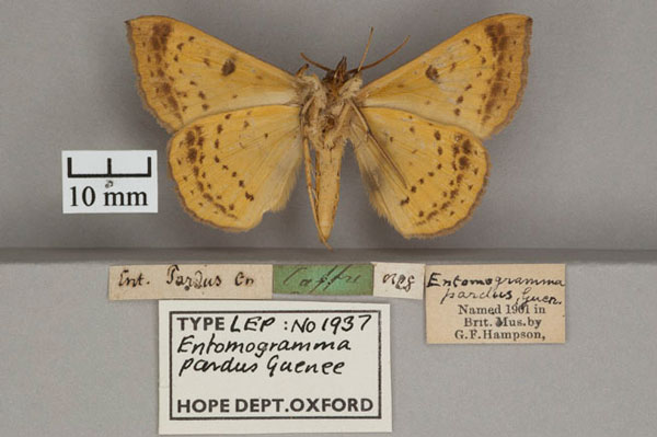 /filer/webapps/moths/media/images/P/pardus_Entomogramma_PLT_OUMNH_02.jpg