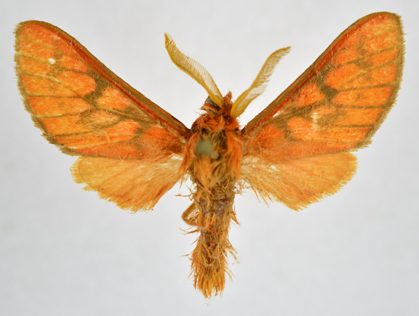 /filer/webapps/moths/media/images/P/pareclecta_Rhipidarctia_AM_NHMO.jpg
