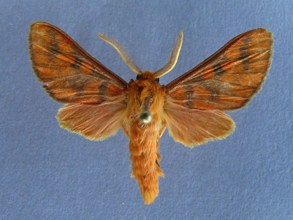/filer/webapps/moths/media/images/P/pareclecta_Rhipidarctia_A_Baron_01.jpg