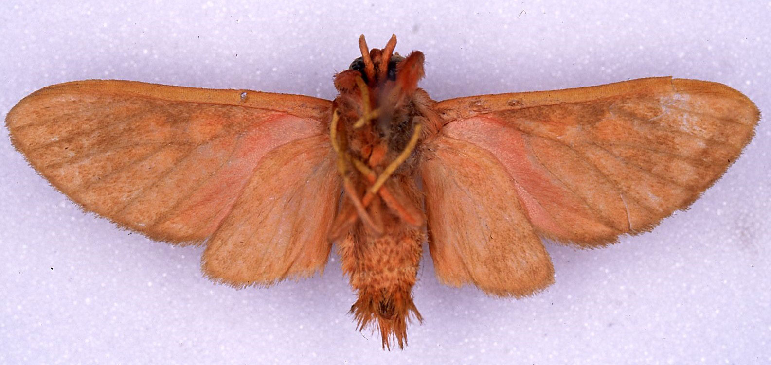 /filer/webapps/moths/media/images/P/pareclecta_Rhipidarctia_HT_CMP_02.jpg