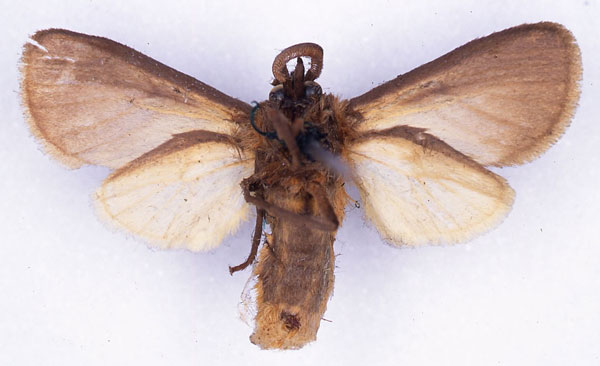 /filer/webapps/moths/media/images/P/paremphares_Metarctia_ST_CMP_02.jpg
