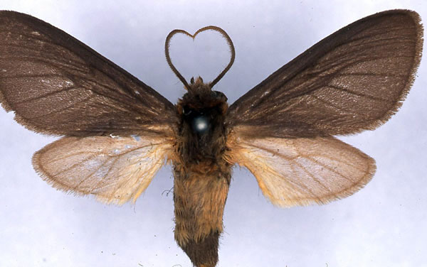 /filer/webapps/moths/media/images/P/paremphares_Metarctia_ST_CMP_03.jpg