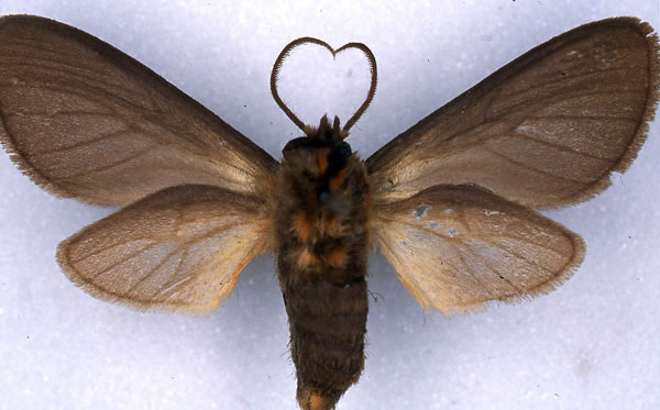 /filer/webapps/moths/media/images/P/paremphares_Metarctia_ST_CMP_04.jpg