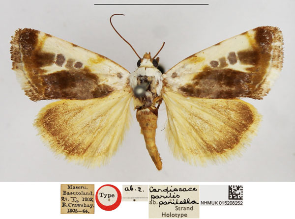 /filer/webapps/moths/media/images/P/parilella_Cardiosace_HT_NHMUK.jpg
