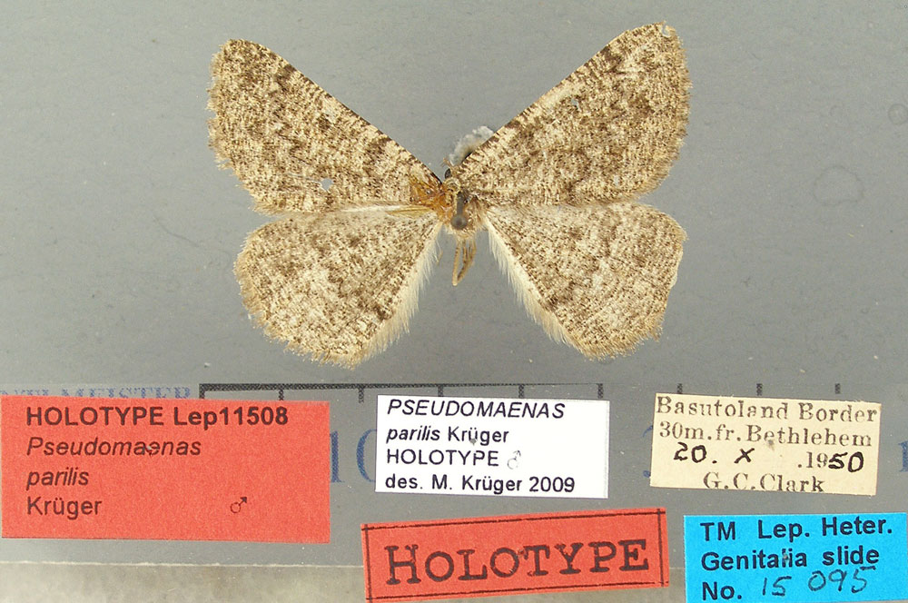 /filer/webapps/moths/media/images/P/parilis_Pseudomaenas_HT_TMSA.jpg