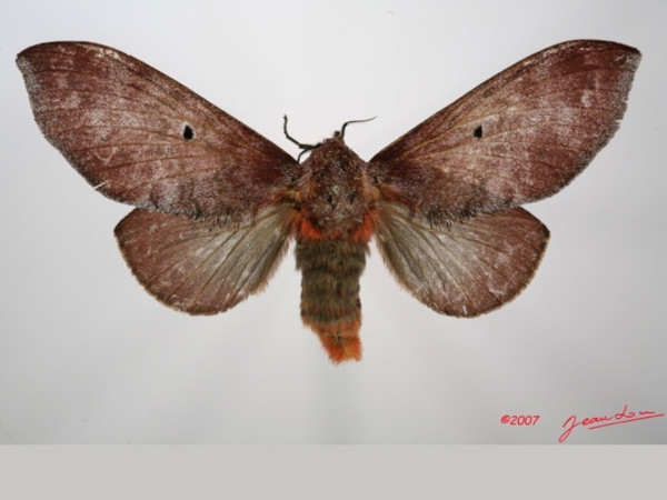 /filer/webapps/moths/media/images/P/parinarii_Gastroplakaeis_AF_Alberta_01.jpg