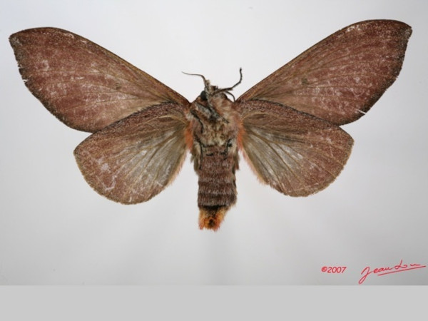 /filer/webapps/moths/media/images/P/parinarii_Gastroplakaeis_AF_Albertb_01.jpg