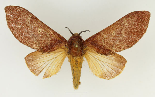/filer/webapps/moths/media/images/P/parinarii_Gastroplakaeis_AF_Basquin_01.jpg