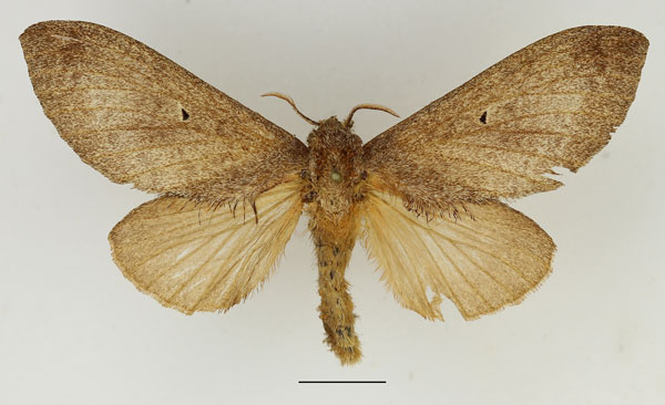 /filer/webapps/moths/media/images/P/parinarii_Gastroplakaeis_AF_Basquin_02.jpg