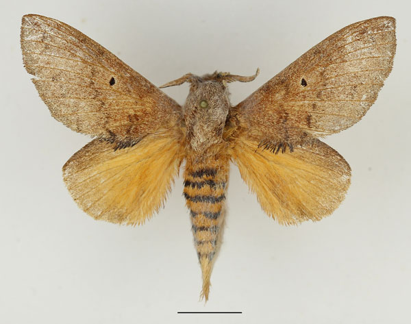 /filer/webapps/moths/media/images/P/parinarii_Gastroplakaeis_AM_Basquin_01.jpg