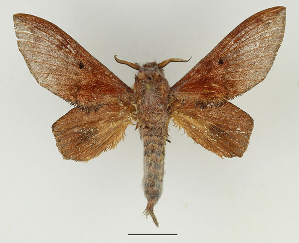 /filer/webapps/moths/media/images/P/parinarii_Gastroplakaeis_AM_Basquin_02.jpg