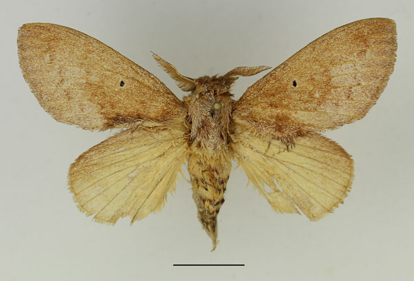 /filer/webapps/moths/media/images/P/parinarii_Gastroplakaeis_AM_Basquin_03.jpg