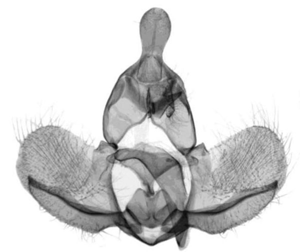 /filer/webapps/moths/media/images/P/parisii_Procrica_GM_Trematerra.jpg