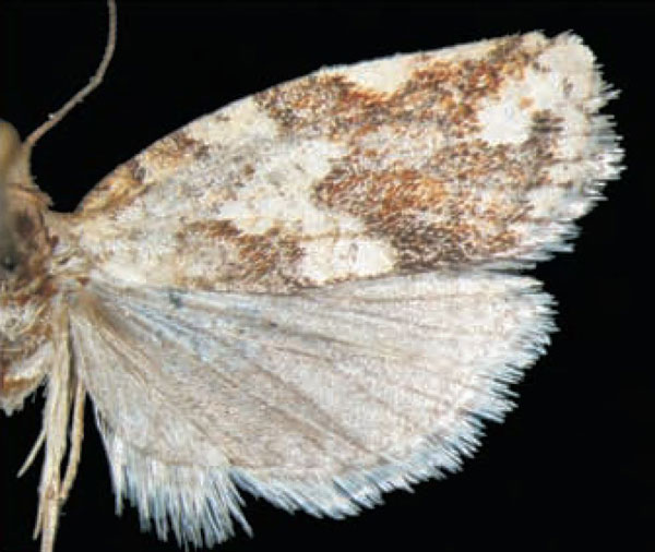 /filer/webapps/moths/media/images/P/parisii_Procrica_HT_Trematerra.jpg